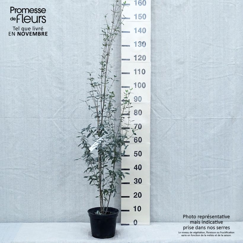 Amostra de Eucryphia lucida Pink Cloud Vaso de 4 L/5 L tal como entregue no outono