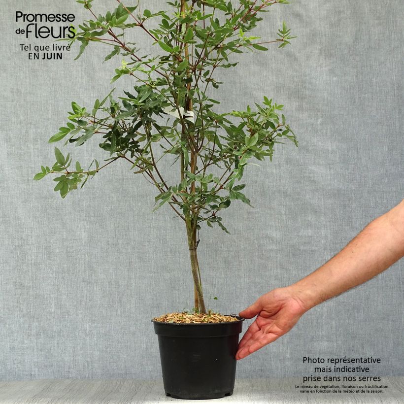 Amostra de Eucryphia moorei Vaso de 4 L/5 L tal como entregue no verão