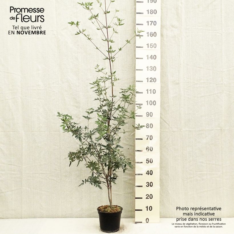 Amostra de Eucryphia moorei Vaso de 4 L/5 L tal como entregue no outono
