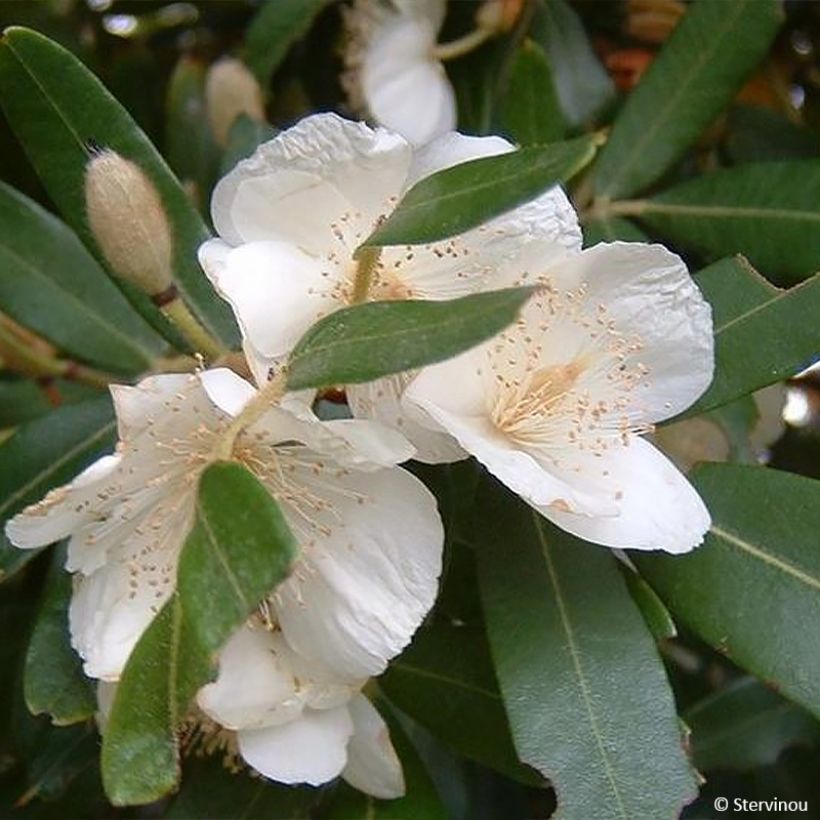 Eucryphia moorei (Floração)