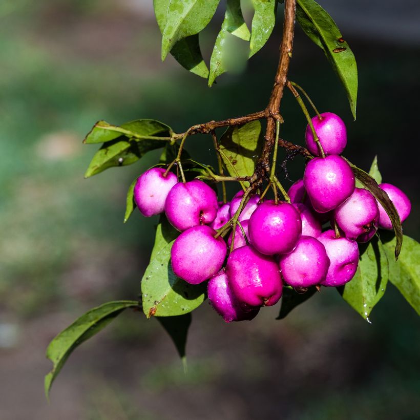 Eugenia uniflora Etna Fire (Colheita)