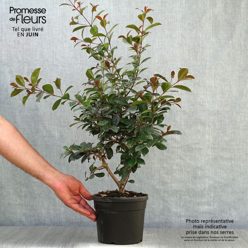 Amostra de Eugenia uniflora Etna Fire Vaso de 3 L/4 L tal como entregue no verão