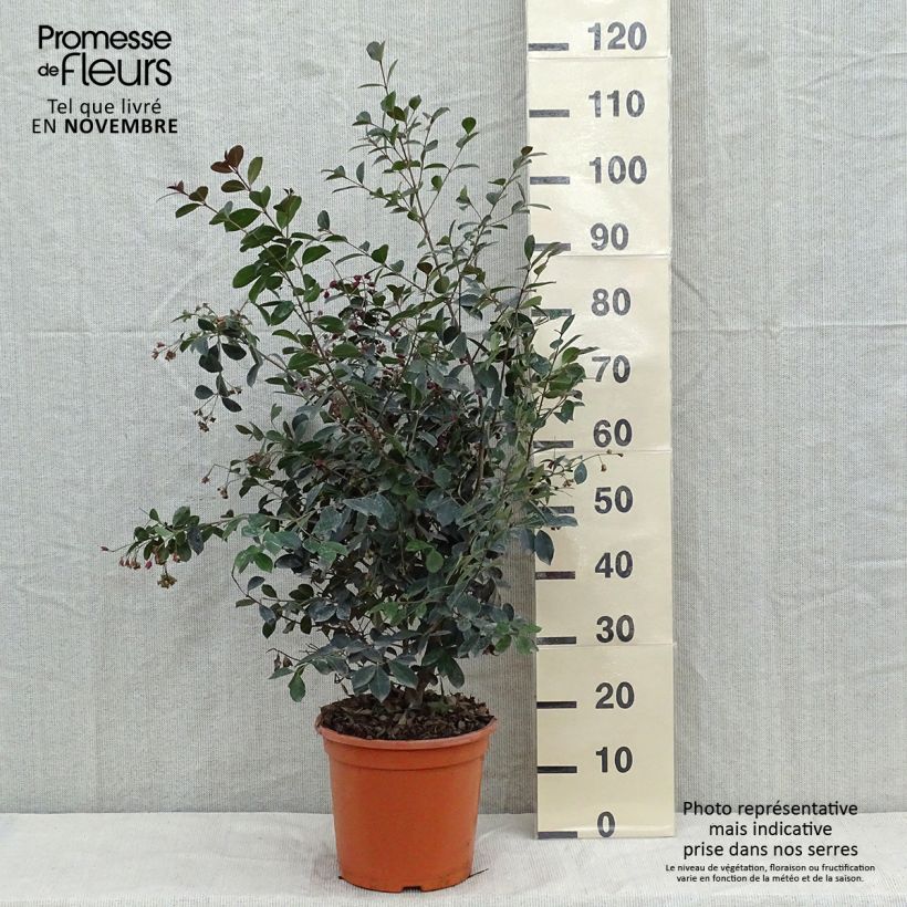 Amostra de Eugenia uniflora Etna Fire Vaso de 7,5 L/10 L tal como entregue no outono