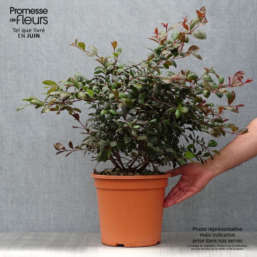 Amostra de Eugenia uniflora Etna Fire Vaso de 7,5 L/10 L tal como entregue no verão