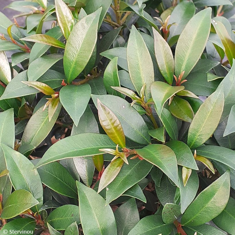 Eugenia myrtifolia Compacta (Folhagem)
