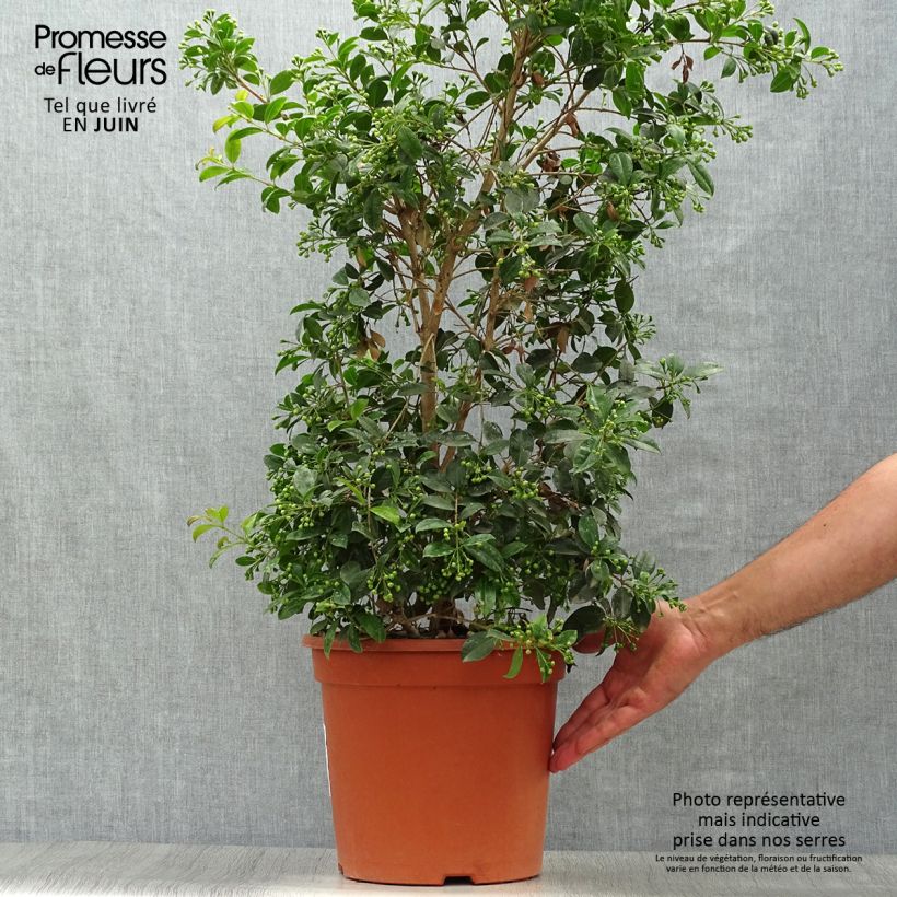 Amostra de Eugenia myrtifolia New Port Vaso de 4 L/5 L tal como entregue no verão