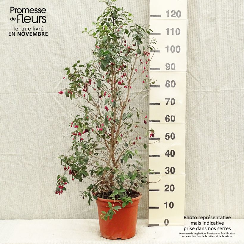 Amostra de Eugenia myrtifolia New Port Vaso de 4 L/5 L tal como entregue no outono