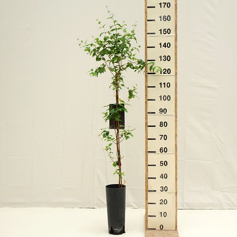 Amostra de Cerisier de Cayenne - Eugenia uniflora Pot de 6L/7L tal como entregue na primavera