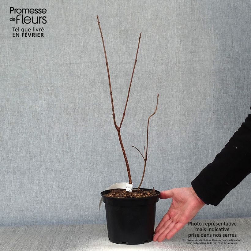 Amostra de Euodia danielii - Arbre à miel Vaso de 2 L/3 L tal como entregue no inverno