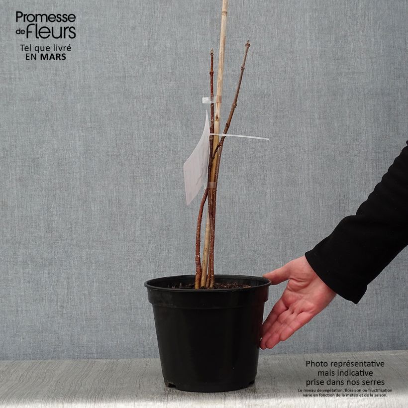 Amostra de Euodia danielii - Arbre à miel Vaso de 4 L/5 L tal como entregue no inverno