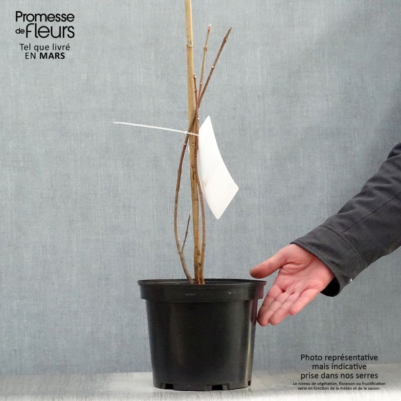 Amostra de Tetradium daniellii Vaso de 4 L/5 L tal como entregue na primavera