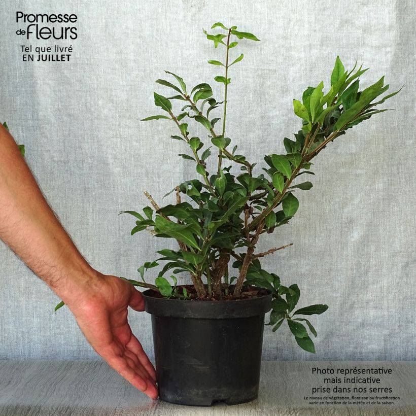 Amostra de Euonymus alatus Vaso de 2 L/3 L tal como entregue no verão