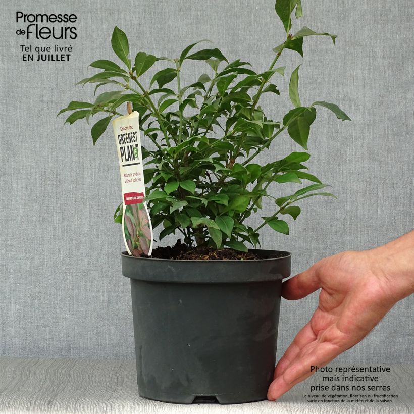Amostra de Euonymus alatus Compactus Vaso de 2 L/3 L tal como entregue no verão