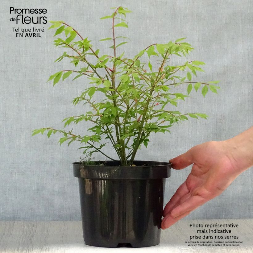 Amostra de Euonymus alatus Compactus Vaso de 2 L/3 L tal como entregue na primavera