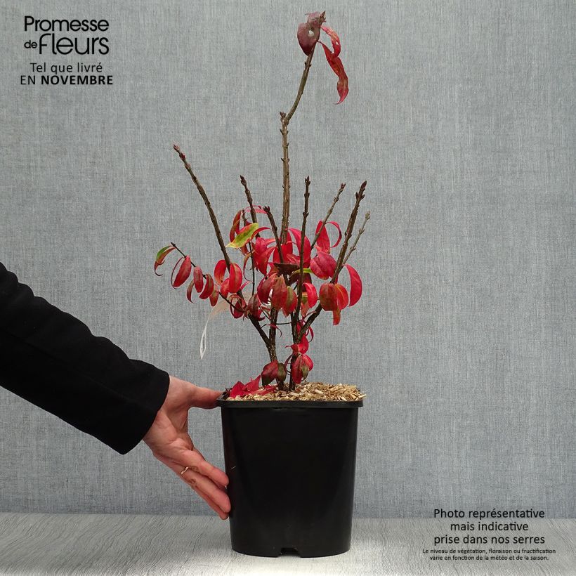 Amostra de Euonymus alatus Compactus Vaso de 4 L/5 L tal como entregue no outono