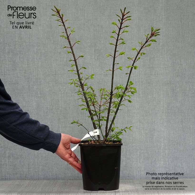 Amostra de Euonymus alatus Compactus Vaso de 4 L/5 L tal como entregue na primavera