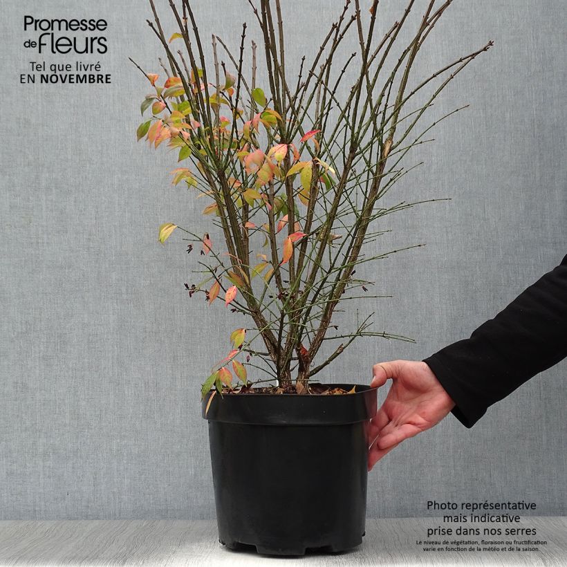 Amostra de Euonymus alatus Compactus Vaso de 7,5 L/10 L tal como entregue no outono