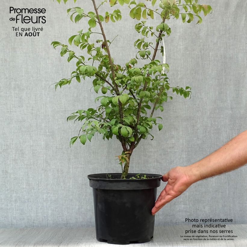 Amostra de Euonymus alatus Compactus Vaso de 7,5 L/10 L tal como entregue no verão
