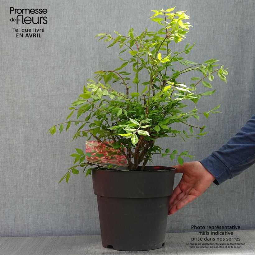 Amostra de Euonymus alatus Vaso de 7,5 L/10 L tal como entregue na primavera