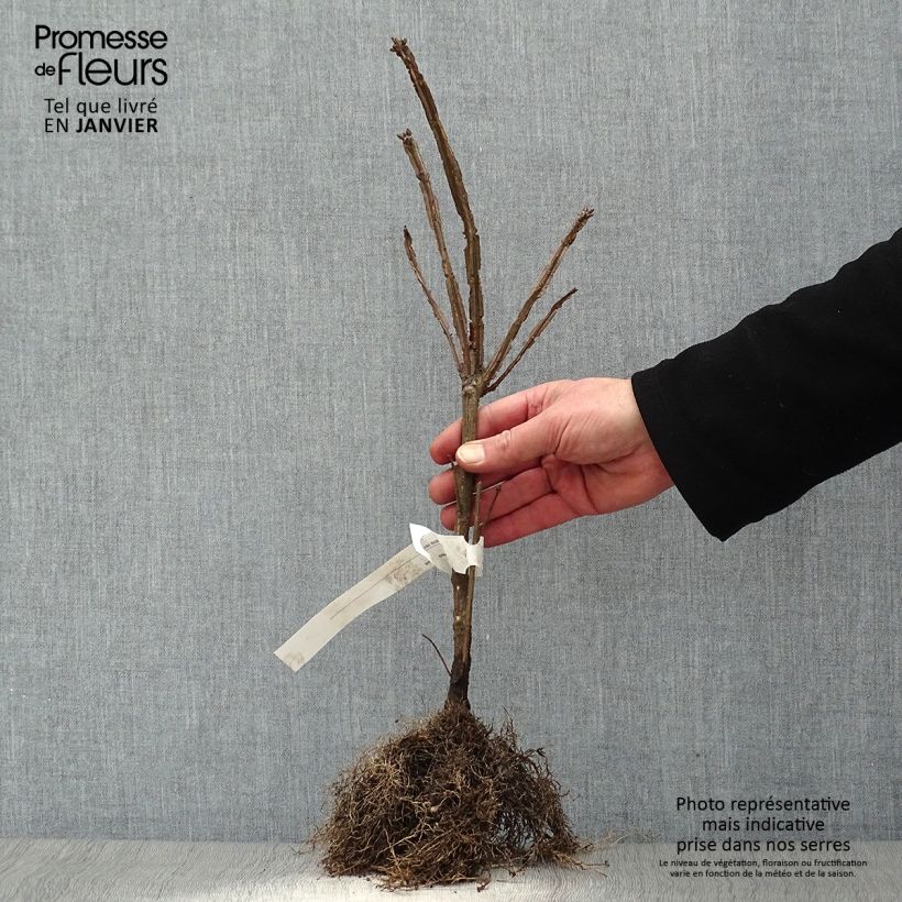 Amostra de Euonymus alatus Raízes nuas tal como entregue no inverno