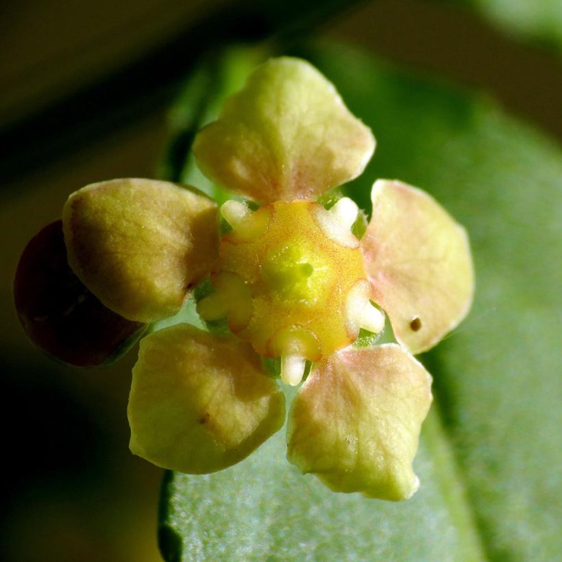 Euonymus americanus (Floração)