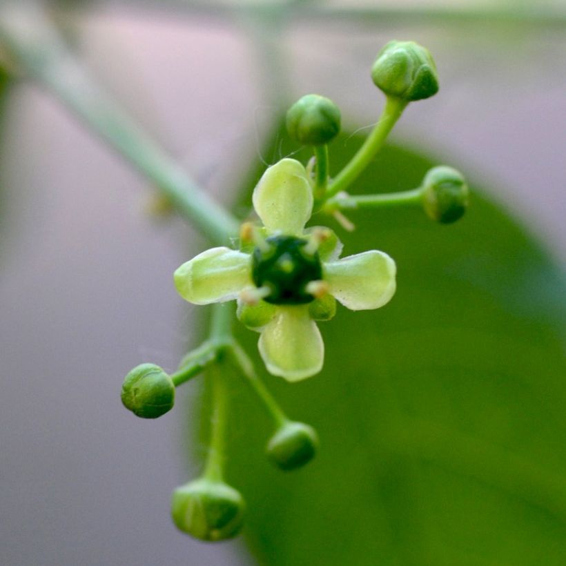 Euonymus europaeus (Floração)