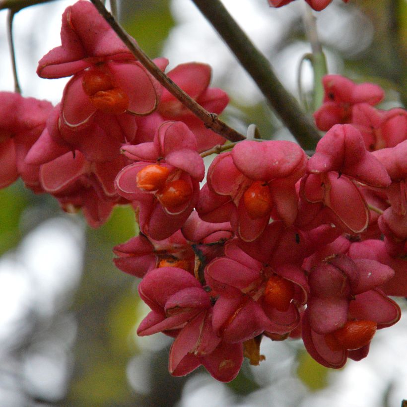 Euonymus europaeus (Colheita)