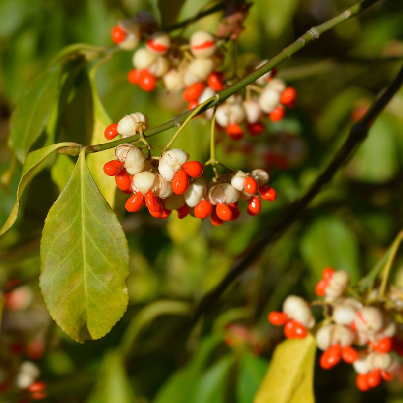 Evónimo-europeu Albus - Euonymus europaeus (Colheita)