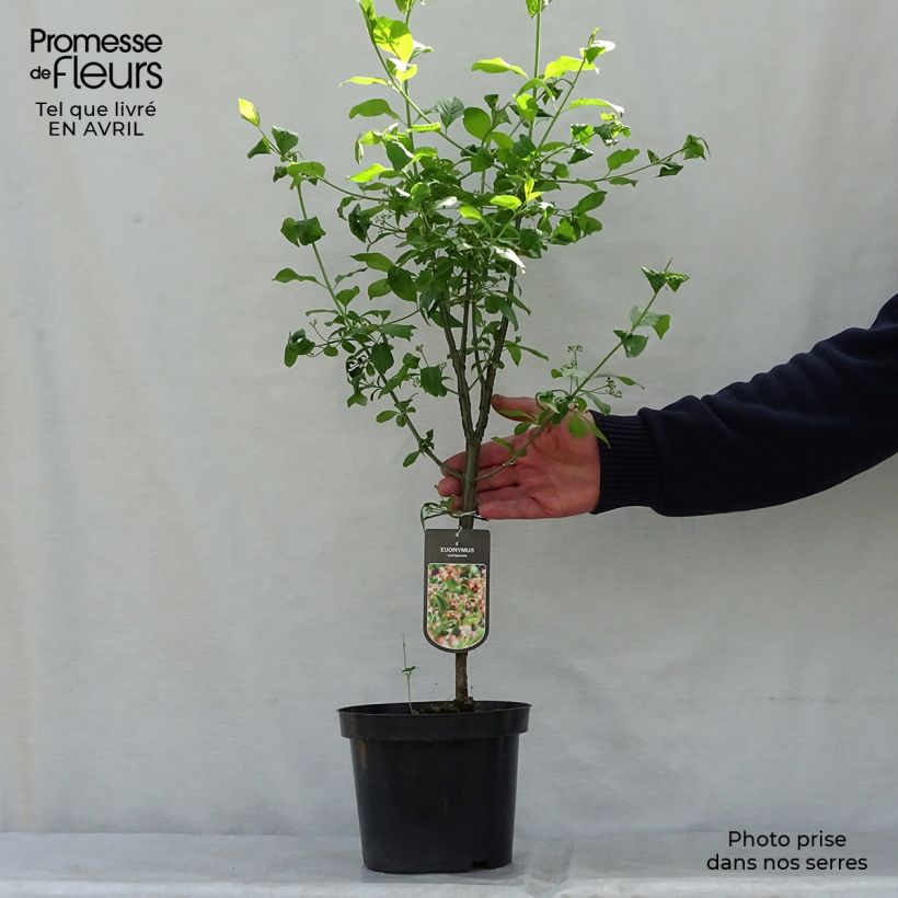 Amostra de Euonymus europaeus Vaso de 7,5 L/10 L tal como entregue na primavera