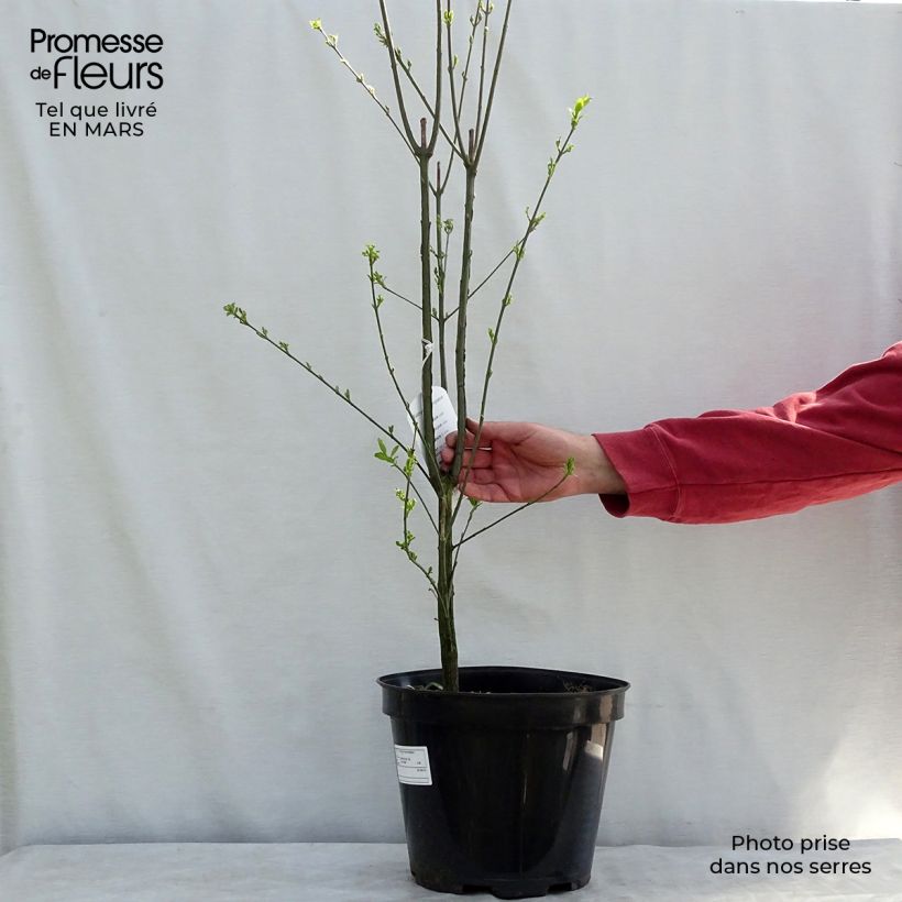 Amostra de Euonymus europaeus Vaso de 7,5 L/10 L tal como entregue no inverno