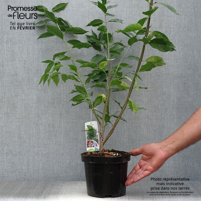Amostra de Euonymus europaeus Vaso de 2 L/3 L tal como entregue no outono