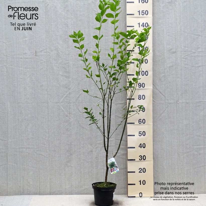 Amostra de Euonymus europaeus Vaso de 2 L/3 L tal como entregue no verão