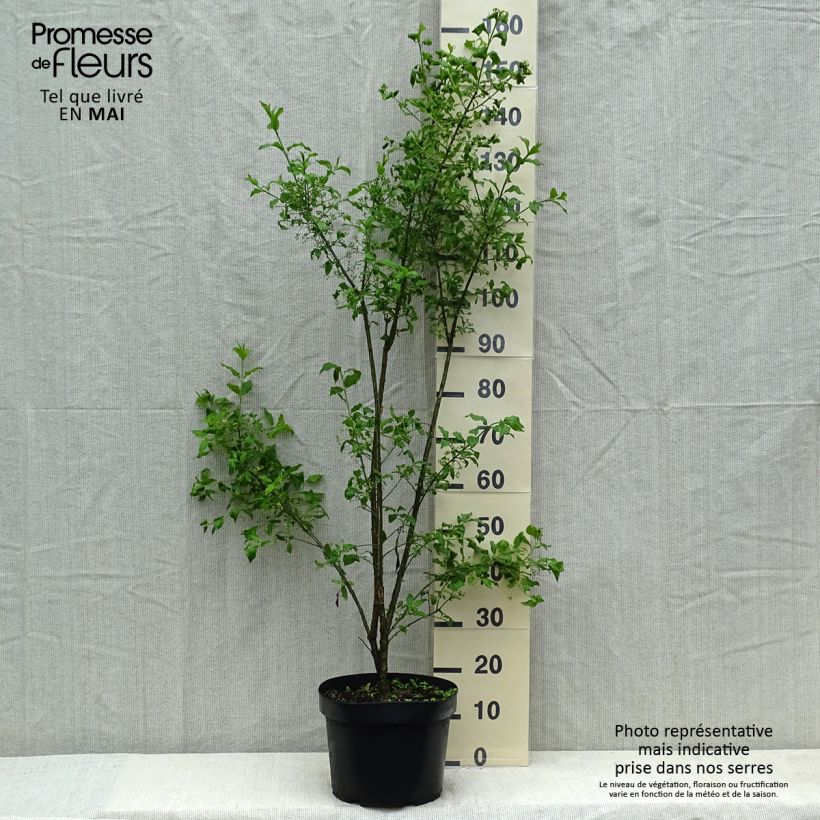 Amostra de Euonymus europaeus Vaso de 7,5 L/10 L tal como entregue no verão