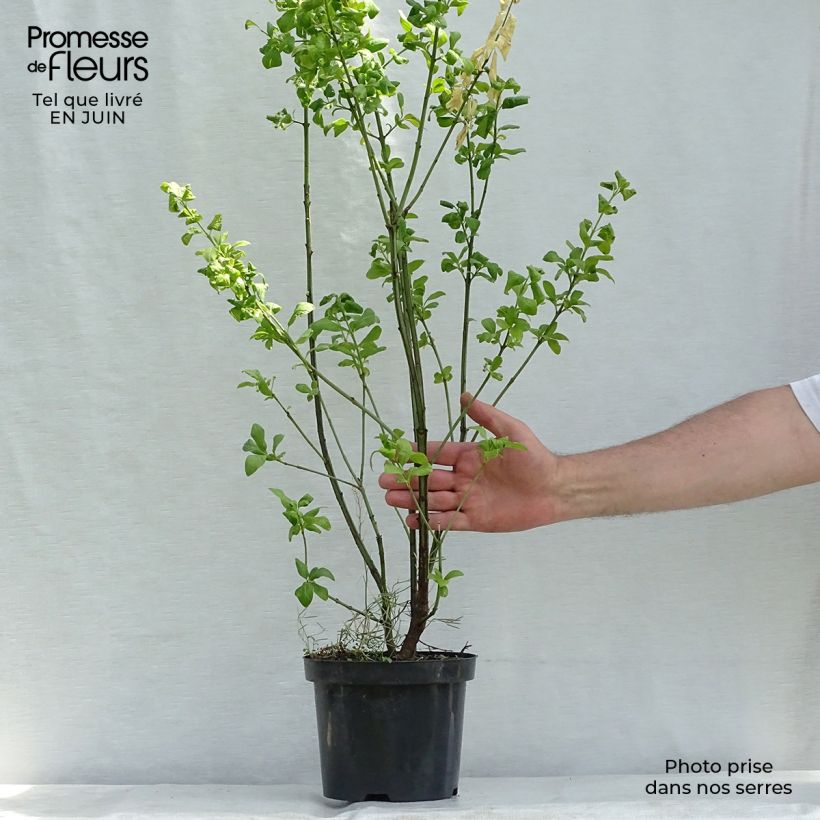 Amostra de Evónimo-europeu Red Cascade - Euonymus europaeus Vaso de 2 L/3 L tal como entregue no verão