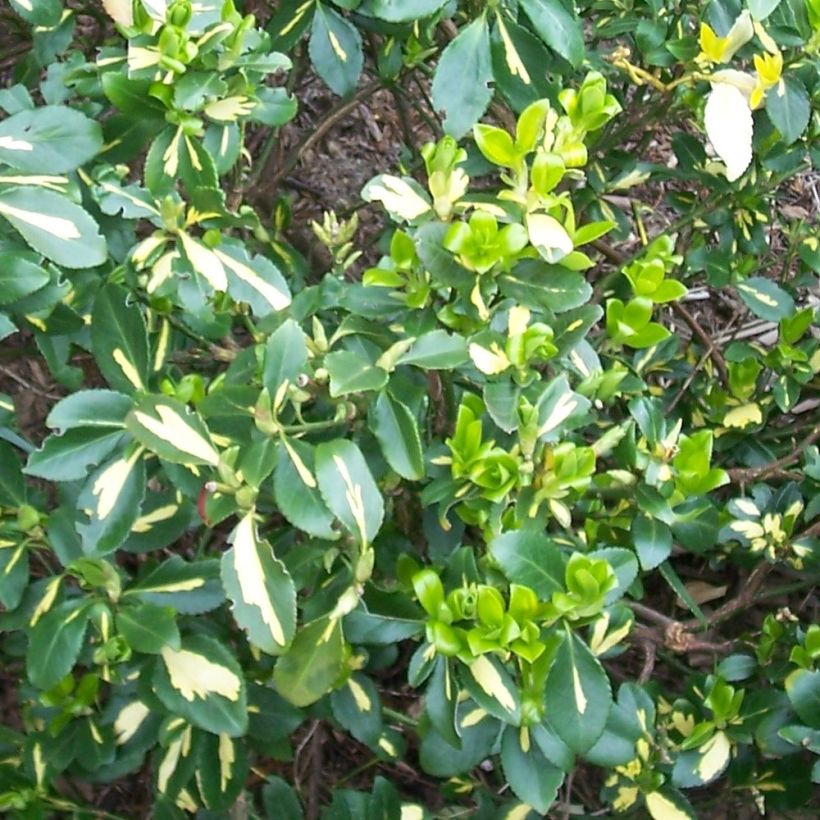 Evónimo-trepador Blondy - Euonymus fortunei (Folhagem)