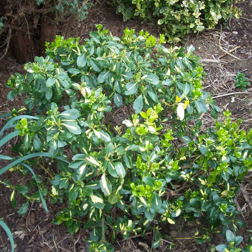 Evónimo-trepador Blondy - Euonymus fortunei (Hábito)