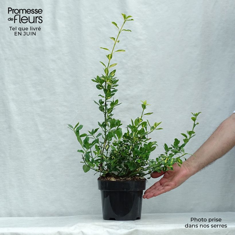 Amostra de Evónimo-trepador Blondy - Euonymus fortunei Vaso de 2 L/3 L tal como entregue no verão