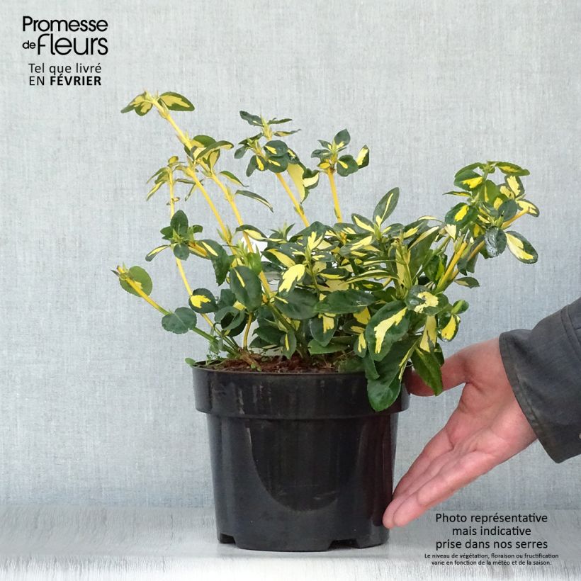 Amostra de Euonymus fortunei Blondy - Fusain persistant panaché Vaso de 2 L/3 L tal como entregue no inverno