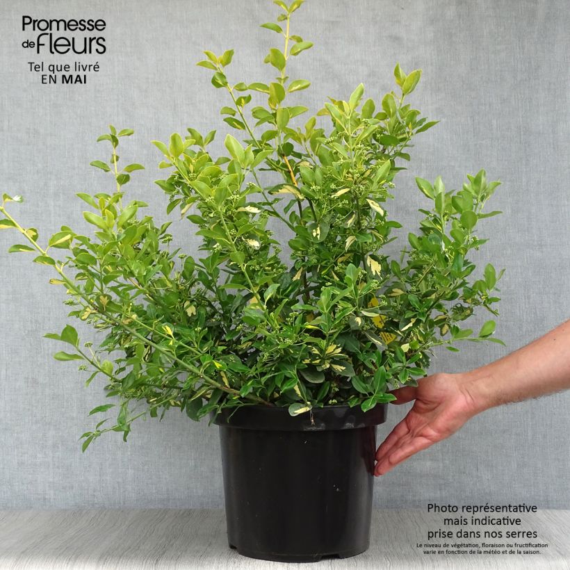 Amostra de Evónimo-trepador Blondy - Euonymus fortunei Vaso de 7,5 L/10 L tal como entregue na primavera