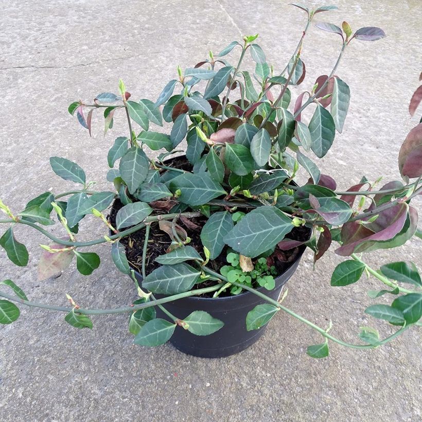 Amostra de Euonymus fortunei Coloratus - Fusain rampant Vaso de 1,5 L/2 L tal como entregue no inverno