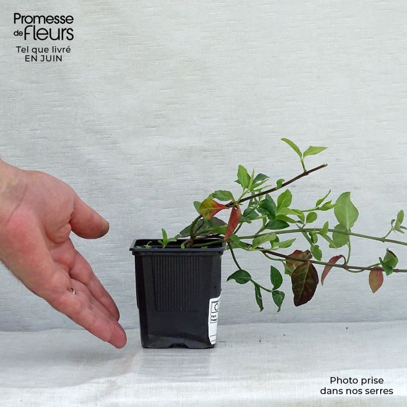 Amostra de Evónimo-trepador Coloratus - Euonymus fortunei Vaso de 8/9 cm tal como entregue no verão