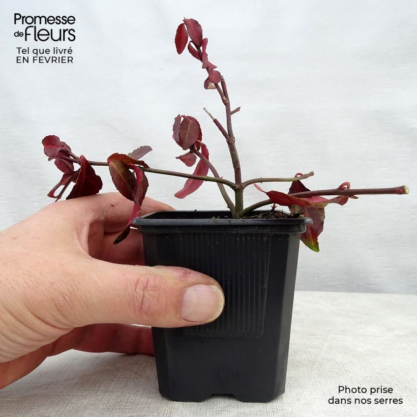 Amostra de Euonymus fortunei Coloratus - Fusain rampant Vaso de 8/9 cm tal como entregue no inverno