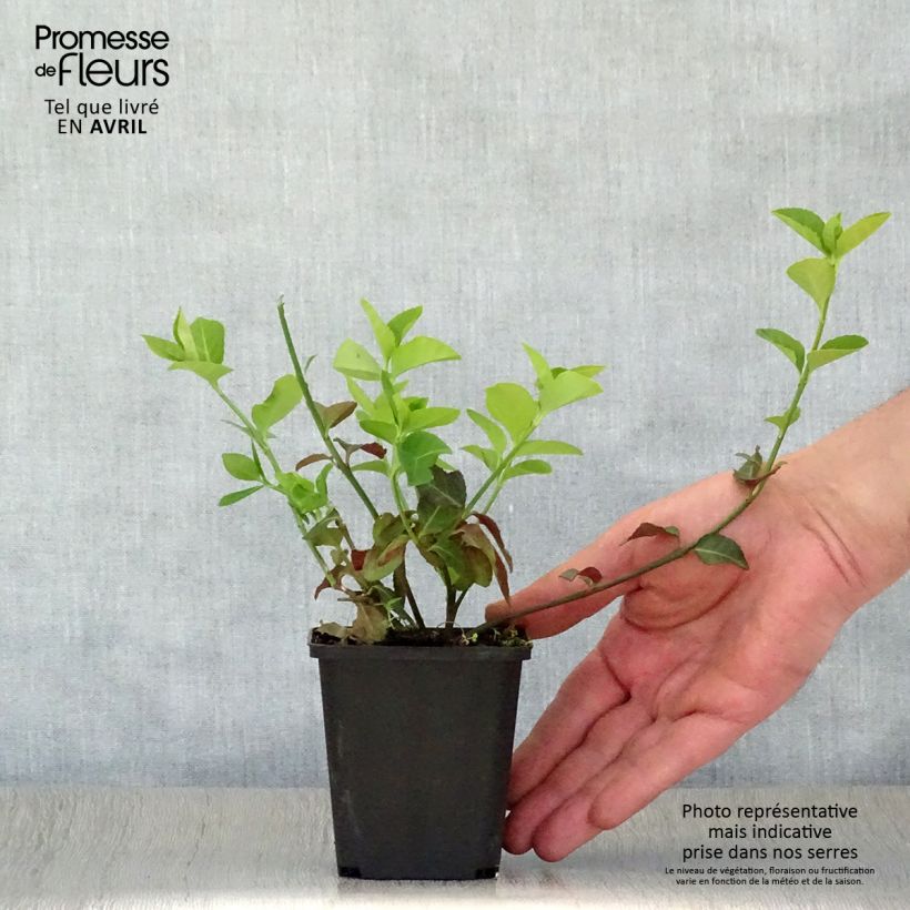 Amostra de Evónimo-trepador Coloratus - Euonymus fortunei Vaso de 8/9 cm tal como entregue na primavera