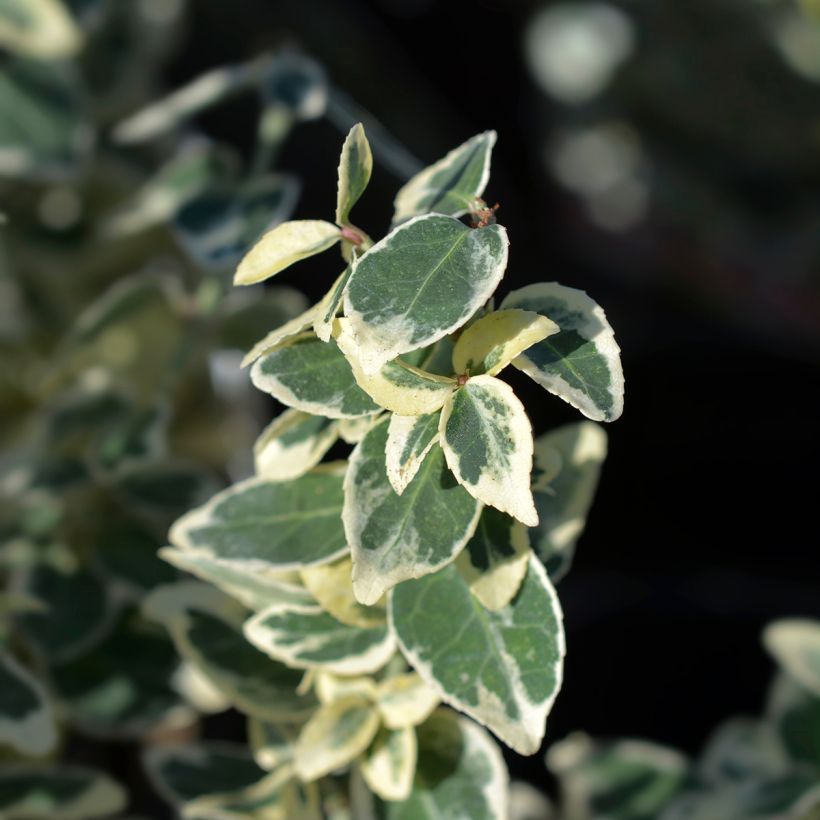 Evónimo-trepador Dan's Delight - Euonymus fortunei (Folhagem)