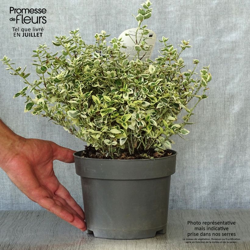 Amostra de Evónimo-trepador Dan's Delight - Euonymus fortunei Vaso de 2 L/3 L tal como entregue no verão