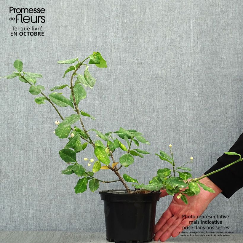 Amostra de Evónimo-trepador Dart's Blanket - Euonymus fortunei Vaso de 2 L/3 L tal como entregue no outono