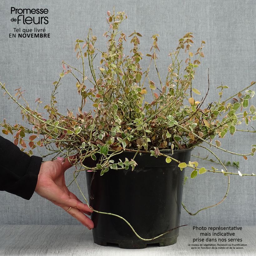 Amostra de Evónimo-trepador Emerald Gaiety - Euonymus fortunei Vaso de 7,5 L/10 L tal como entregue no outono