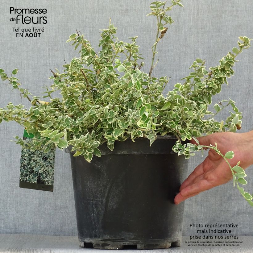 Amostra de Evónimo-trepador Emerald Gaiety - Euonymus fortunei Vaso de 7,5 L/10 L tal como entregue no verão