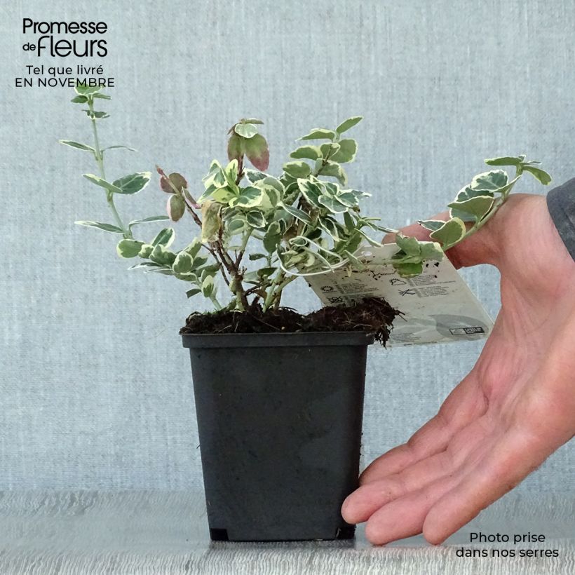 Amostra de Evónimo-trepador Emerald Gaiety - Euonymus fortunei Vaso de 8/9 cm tal como entregue no outono
