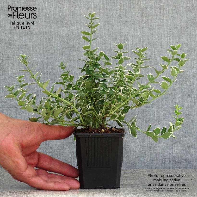 Amostra de Evónimo-trepador Emerald Gaiety - Euonymus fortunei Vaso de 8/9 cm tal como entregue no verão